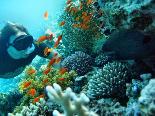 Foto op Plexiglas Duiken Korallenriff mit Taucher