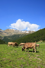 Fototapeta na wymiar Krowy w polu