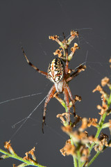 Spider King