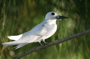 Sterne blanche aux Seychelles