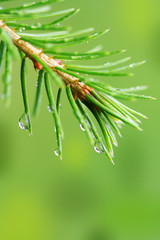 Rain drops on pine branch