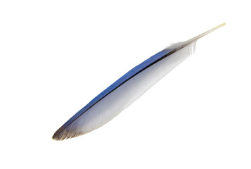 Blue Jay Feather