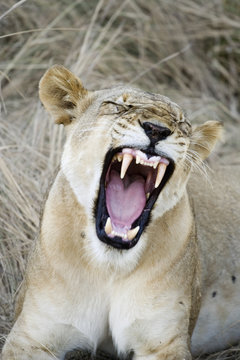 wild lioness showing big teeth