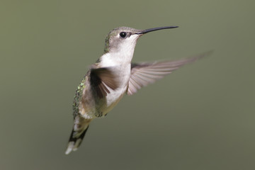 Female Ruby-throated Hummingbird 