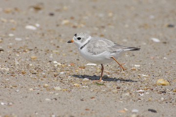 Endangered Piping Plover (Charadrius melodus) on a beach