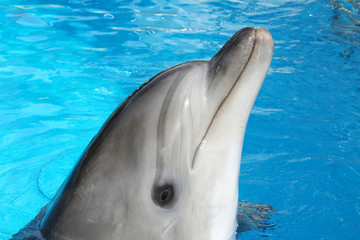 Close-up Dolphin