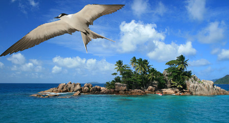 &icirc;lot Saint Pierre aux Seychelles