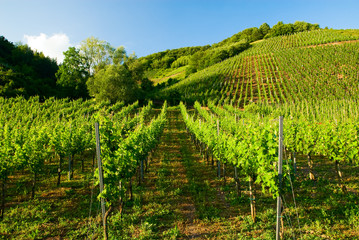 vineyards