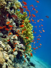 Korallenriff rotes Meer