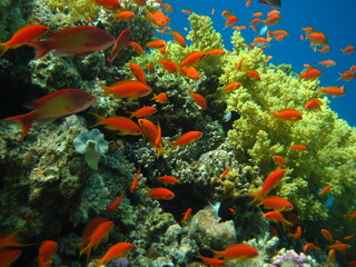 Panele Szklane Podświetlane  Rafa koralowa