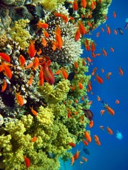 Panele Szklane  Czerwone morze rafy koralowej