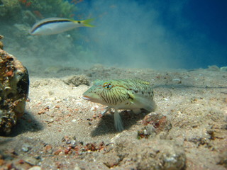 Riff-Eidechsenfisch