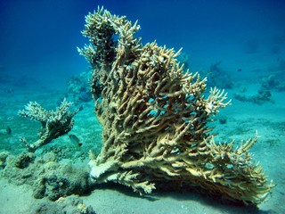 Korallenstock