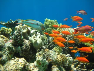 Deurstickers Korallenriff rotes Meer © Hennie Kissling