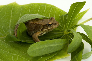 brown frog
