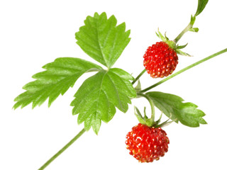 Walderdbeeren