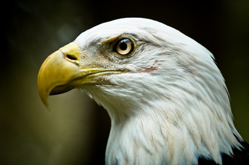 MIghty Bald Eagle Portait