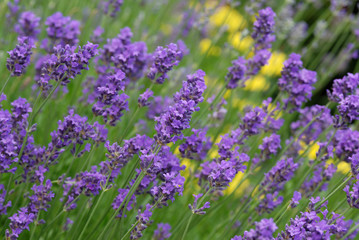 lavender flowers