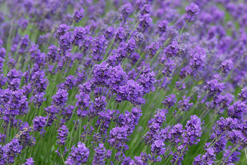Obraz premium lavender flowers