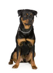 rottweiler (1 year)