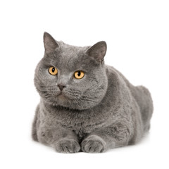 Chartreux (7 years)