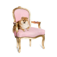 Pomeranian (10 months)