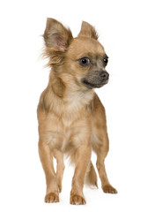chihuahua (18 months)