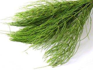 horsetail herb