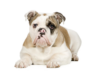 english Bulldog (5 months)