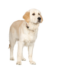 Fototapeta premium Golden Retriever (6 months)