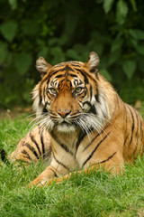 Fototapeta na wymiar Bengal tiger panthera tigris tigris
