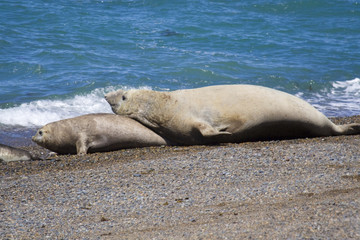 Seelefant, Valdes, Argentinien