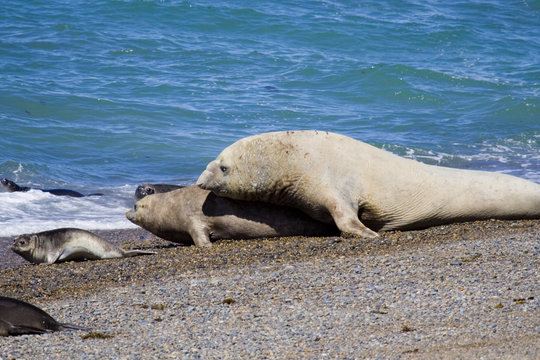 Seelefant, Valdes, Argentinien