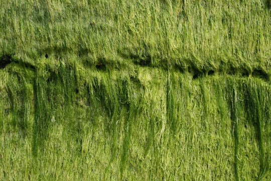 algue, algues, bretagne, 