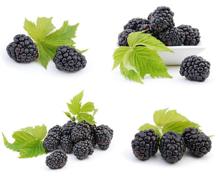 brombeere - blackberry