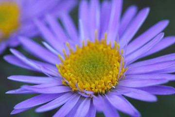 aster des alpes - pyrenees orientales