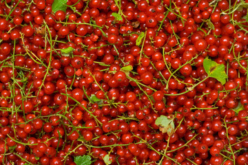 red currant