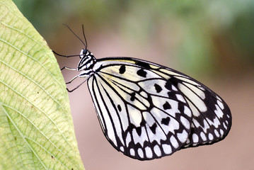 Papillon Idea sur une feuille © Christian Musat