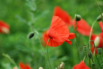 Fototapeta premium Poppy