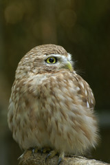 Fototapeta premium Owl