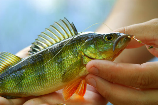 Yellow Perch 2