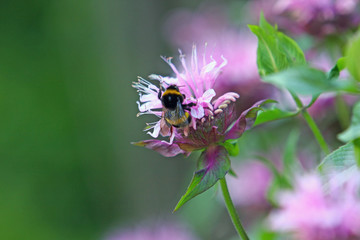 Hummel