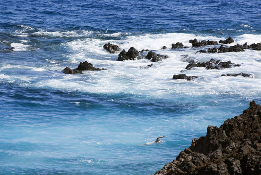 swimmer in boiling sea at rocky shore, El Hierro, Canary Islands