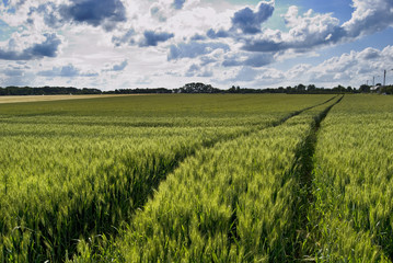 Wheat green field and sky