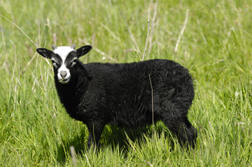 Black sheep