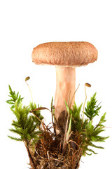 pink agaric mushroom