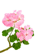 Beautiful inflorescence of pink geranium - obrazy, fototapety, plakaty