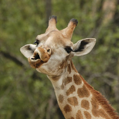 surprised Giraffe