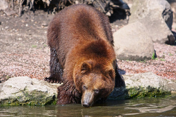 Bär