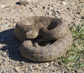 rattlesnake